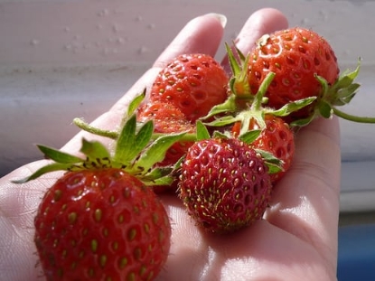 Picture of Strawberry Plants - Cambridge Favourite (Mid Season) - November 2025 Delivery